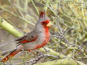 Pyrrhuloxia