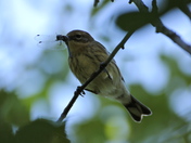 Yellow-rumped Warbler