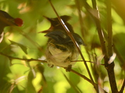 Young Cedar Waxwing