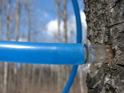 Sign of sweet Spring