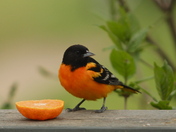 Oriole