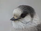 Gray Jay