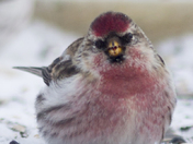 Common Redpoll