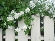 Mock Orange Fence