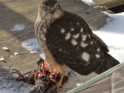 Must you keep interupting my dinner?