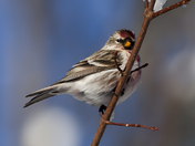 Common Redpoll