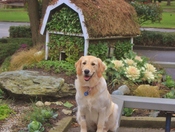 Hosp Visit Yesterday & Not Just Your Garden Variety Doghouse Today