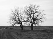 two trees 