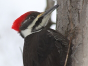 Juvenile peliated woodpecker