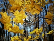 maple leaves