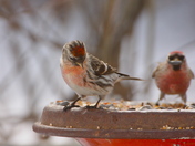 Common Redpolls