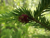 Birth of a Pine Cone