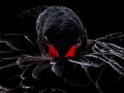 Black Swan