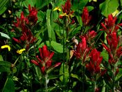 Indian Paintbrush