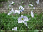 graffiti ... illusions