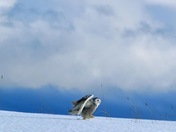 Snowy Owl 