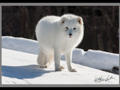 Arctic Fox