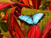 Blue Butterfly