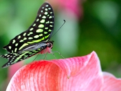 Surfing on the pink wave