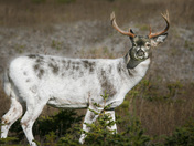 White buck 