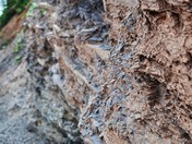 Shale rock face