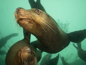 Stellar Sea Lions