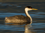 Western Grebe