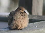 Mourning Dove