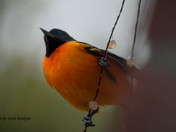 Baltimore Oriole