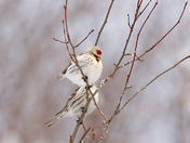 Hoary Redpoll