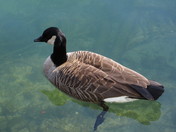 Canada Goose