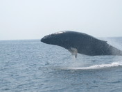 50 000 pounds in flight