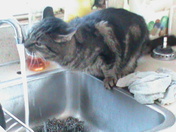 I am thirsty -- nothing but the best out of a tap