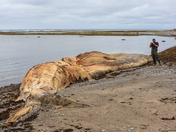 Dead whale on the beach