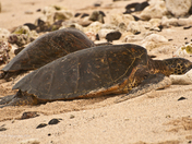 napping at the beach