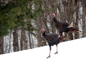 Wild turkeys