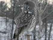grey owl
