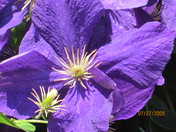 Clematis climbing up