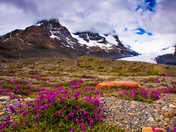 Alpine Wildflowers