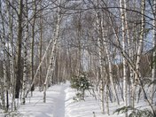 Birch forest in winter