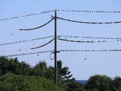 Birds on a wire