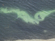 Caplans, seals and ocean bed