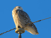 Snowy Owl
