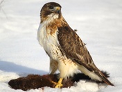 Red-Tailed Hawk