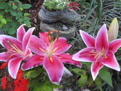Sweet Smelling Lilies next to Stinky Shoe