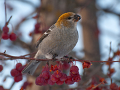 Having  A Berry Nice Lunch
