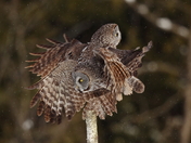 Great Gray Owls
