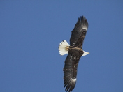 Soaring Bald Eagle 