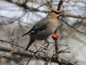 Munching on crab apples