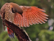 Taking A Bow After Mother Natures Show